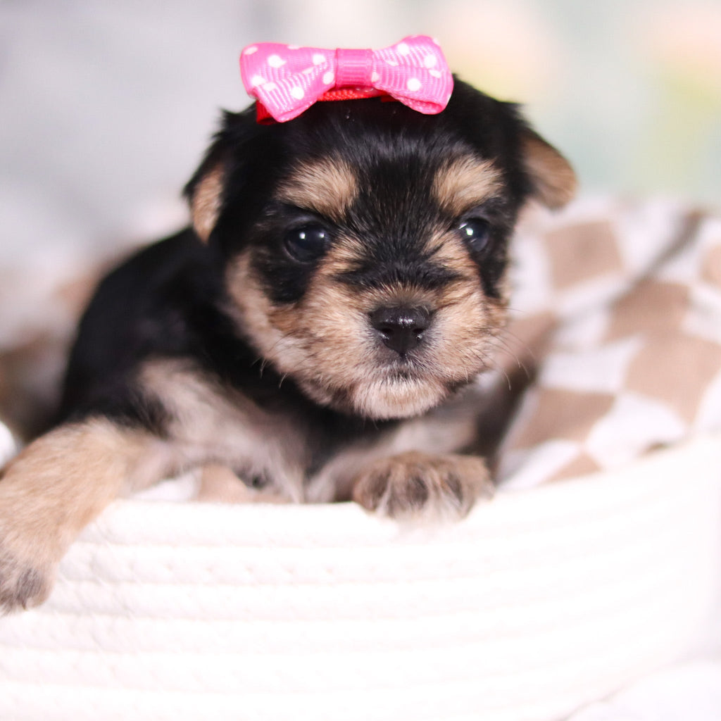 Audrey - Available 3/26