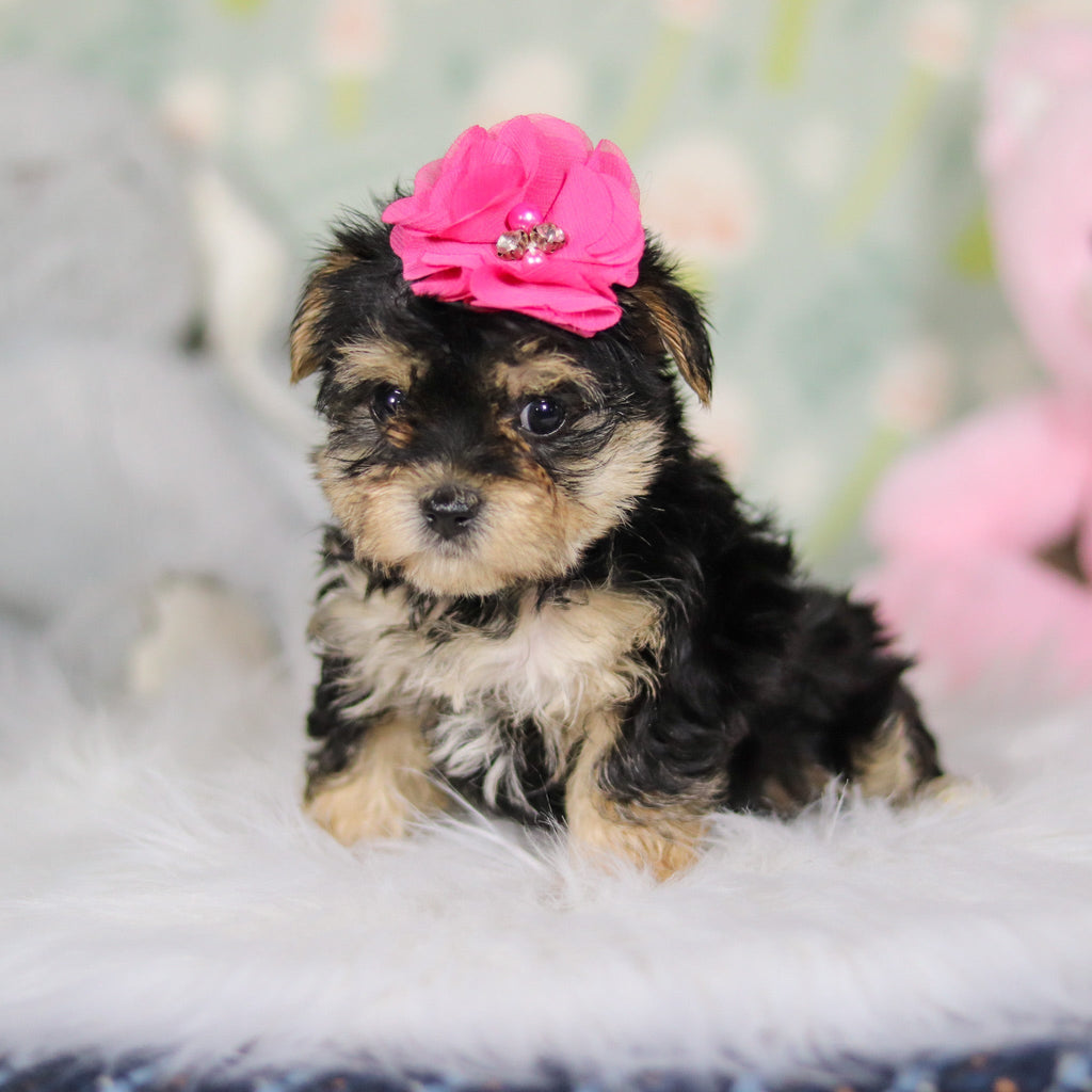 Audrey - Available 3/26