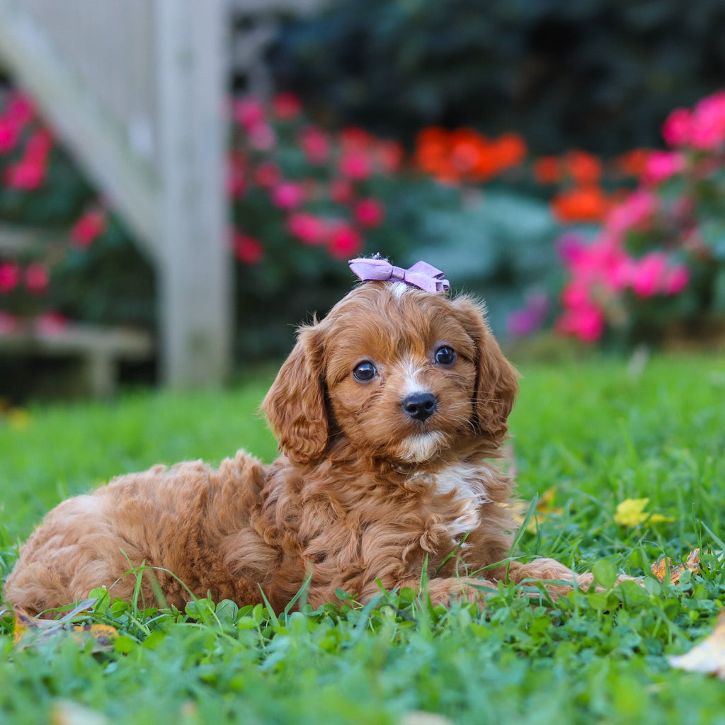 Millie - Available 10/29