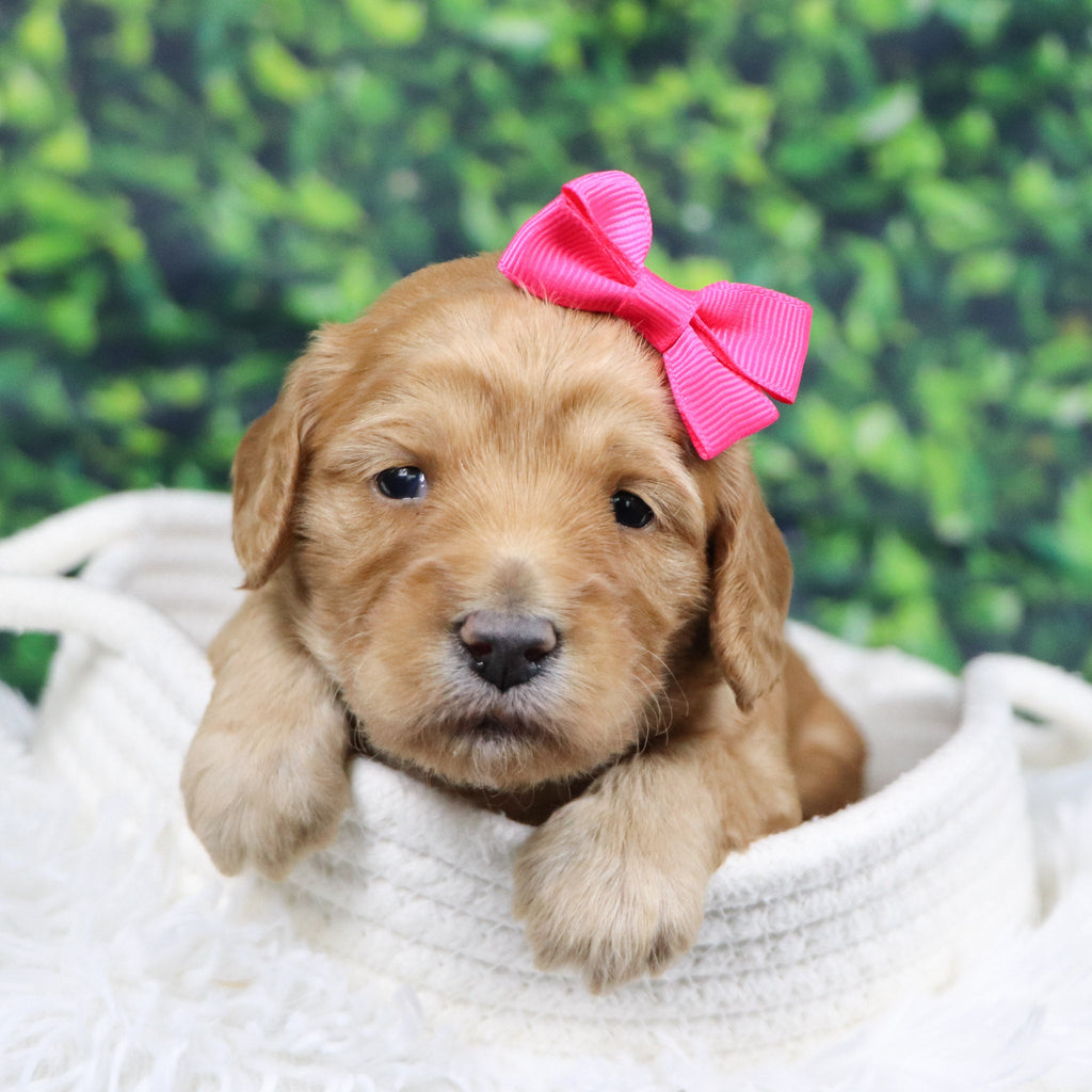 Fannie - Available 12/31