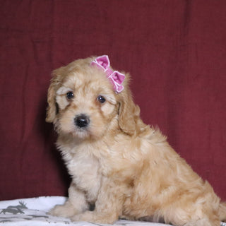 Fannie - Available 12/31