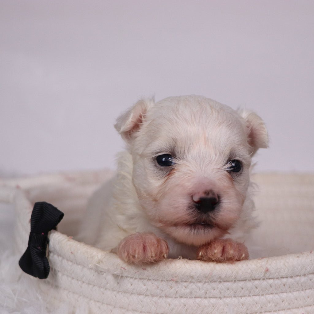 Felix - Available Now