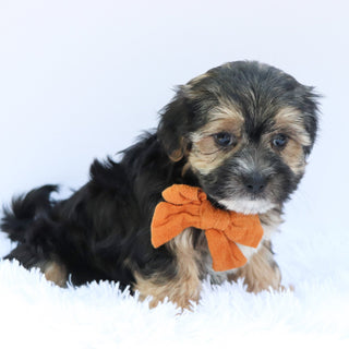 Finn - Available 6/26