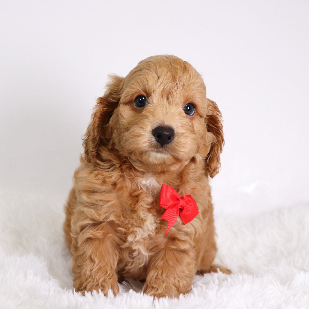 Finn - Available Now