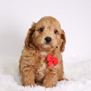 Finn - Available Now