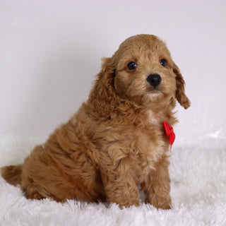 Finn - Available 10/22
