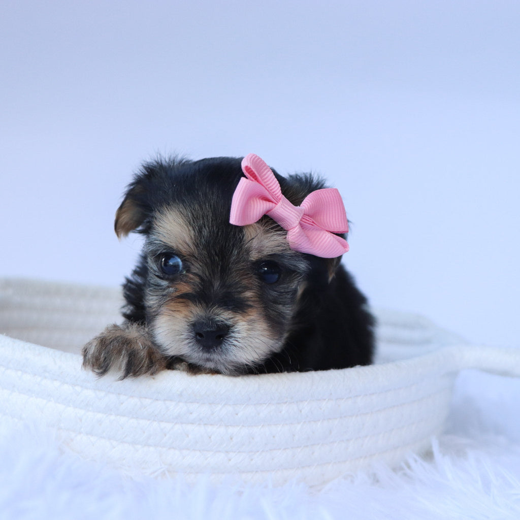 Fionn - Available 9/4