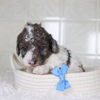 Fletcher - Available 2/4