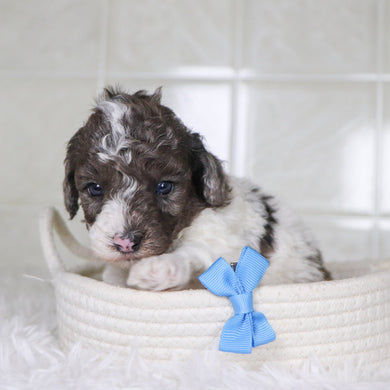 Fletcher - Available 2/4