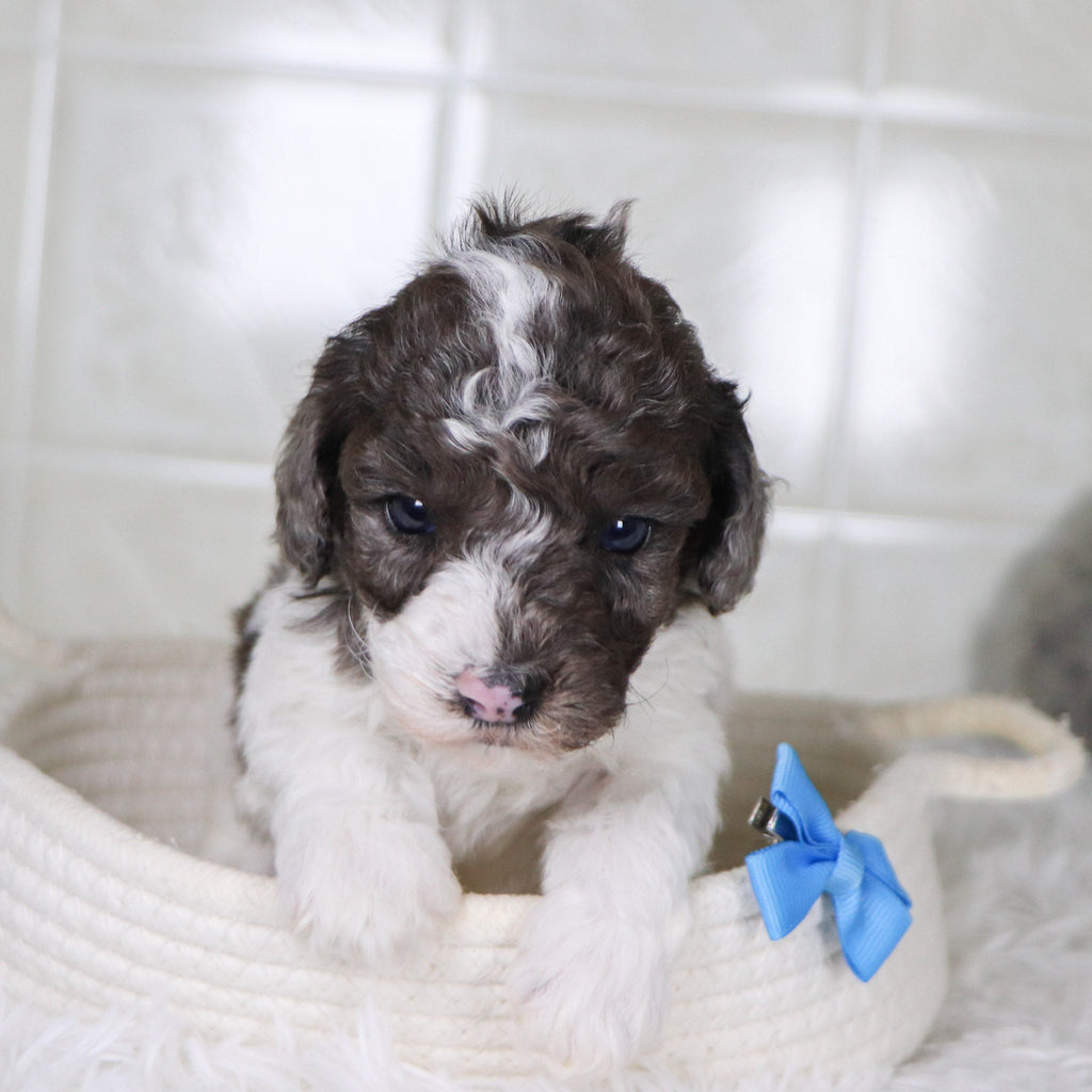 Fletcher - Available 2/4