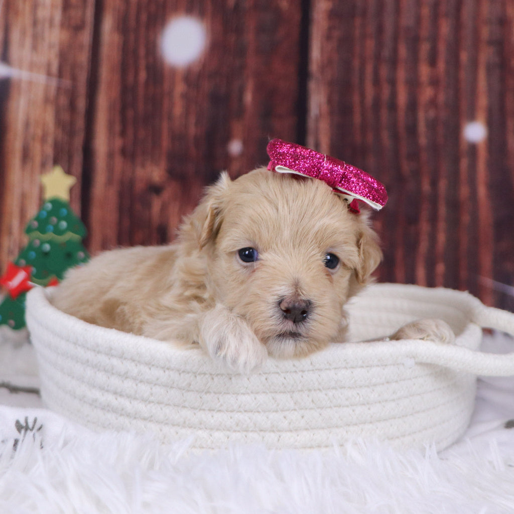 Florence - Available 12/31