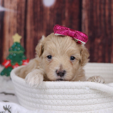 Florence - Available 12/31