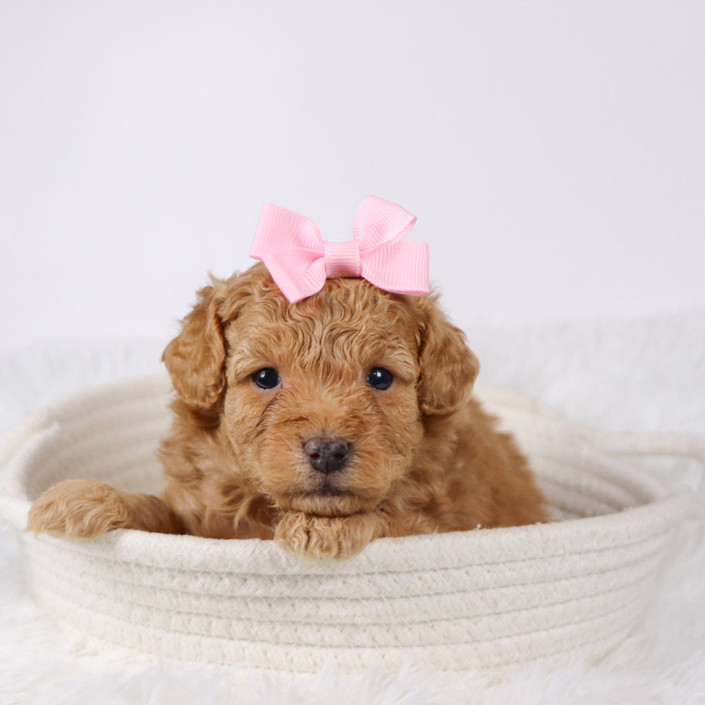 Flow - Available 11/26