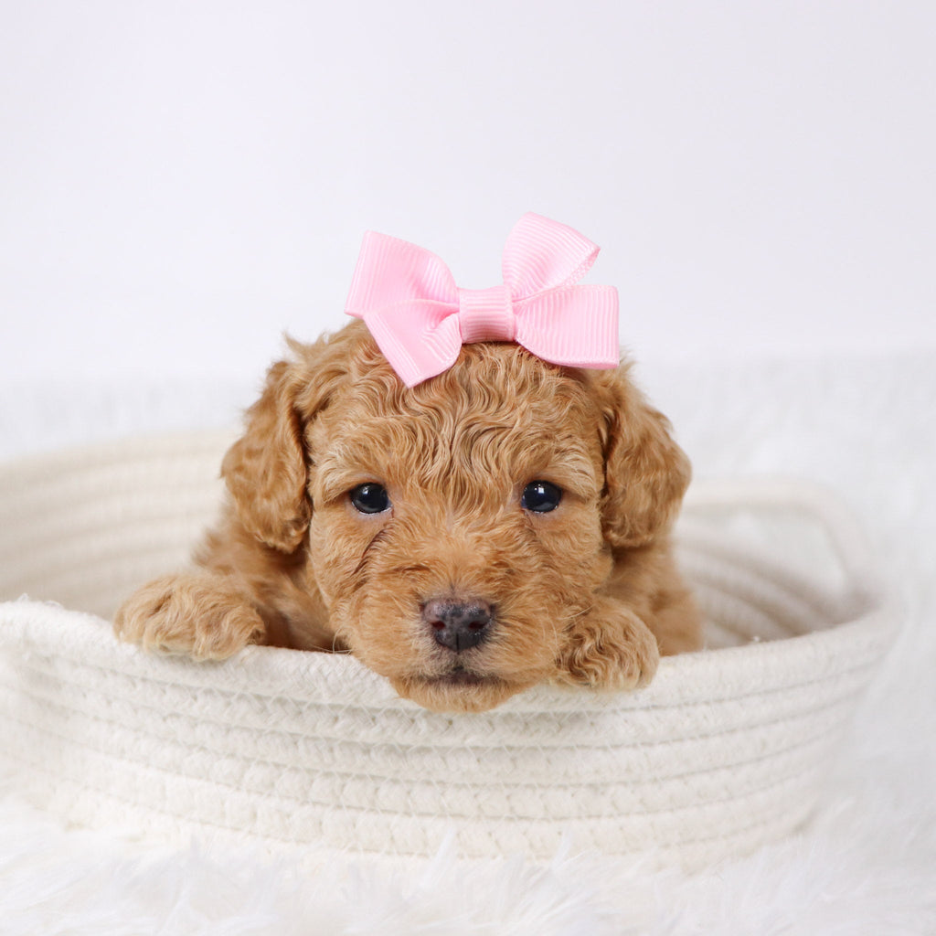 Flow - Available 11/26