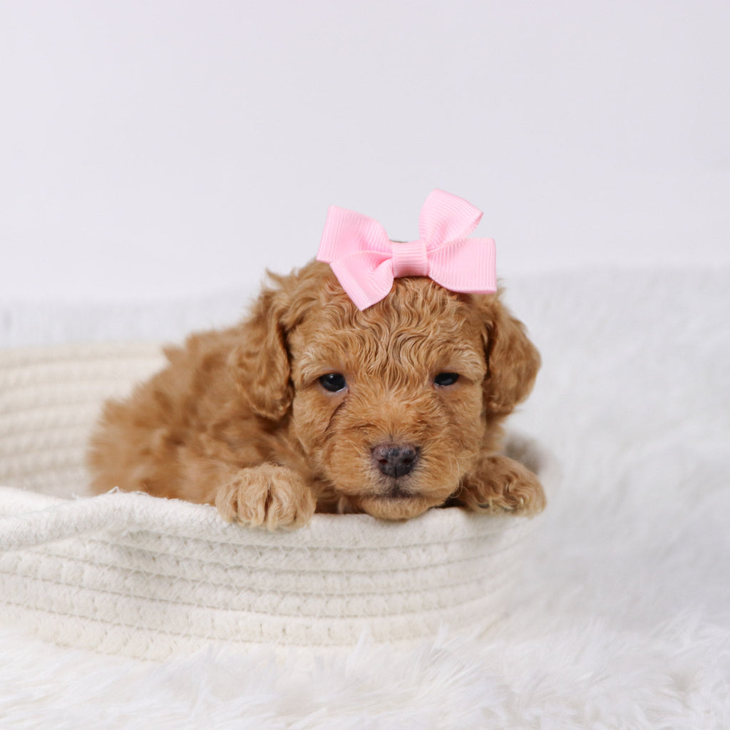 Flow - Available Now