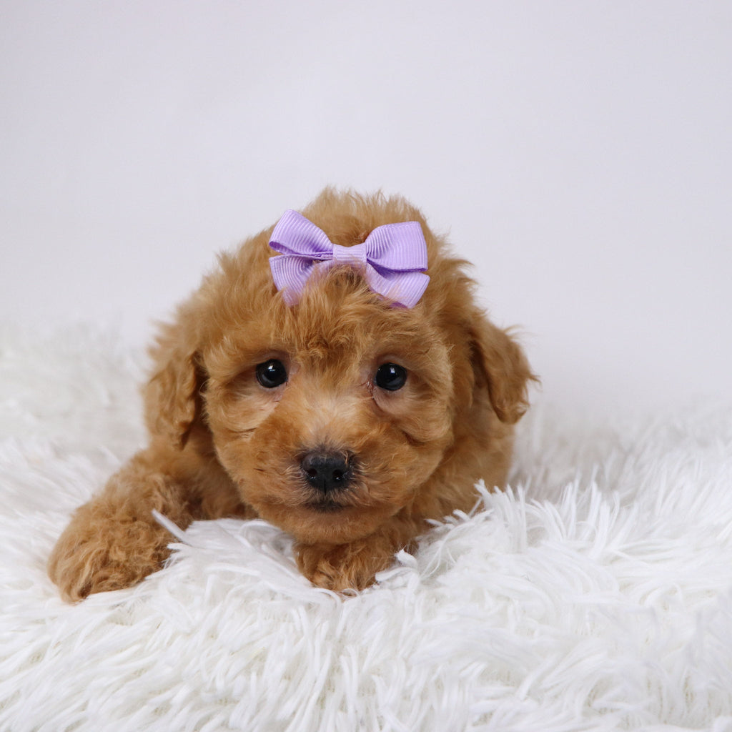 Flow - Available Now