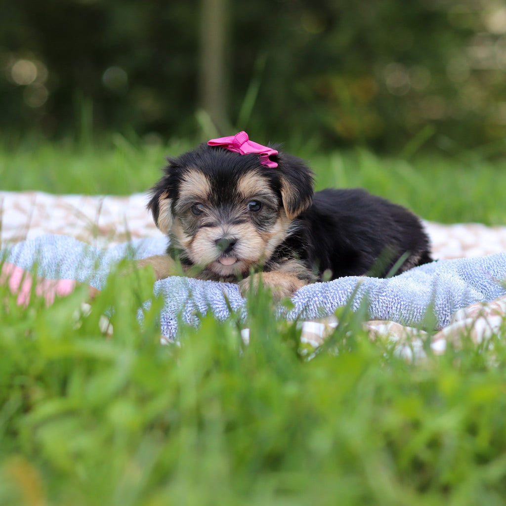 Evie - Available Now