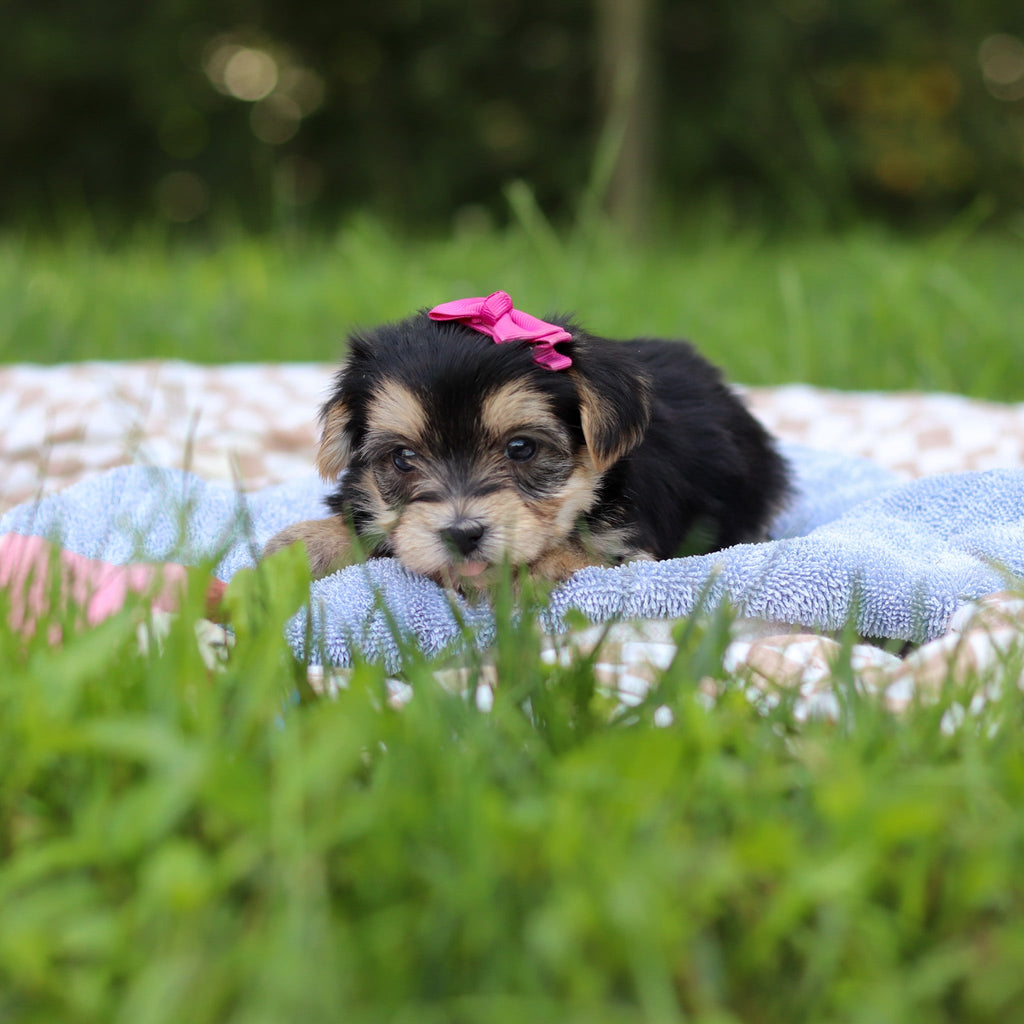 Evie - Available Now