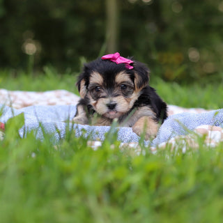 Evie - Available Now