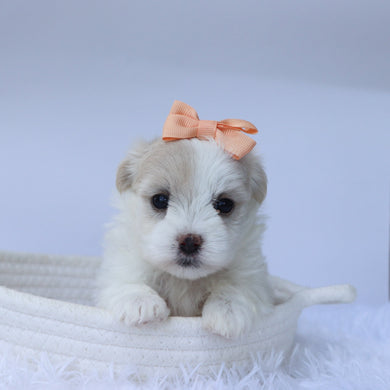 Fonda - Available 10/7