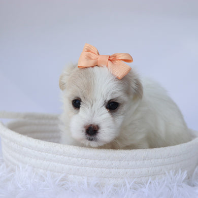 Fonda - Available 10/7