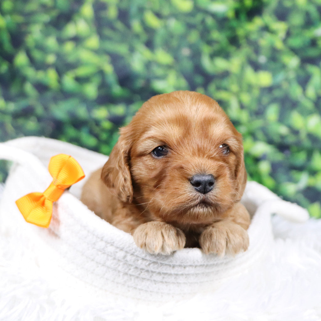 Frank - Available 12/31