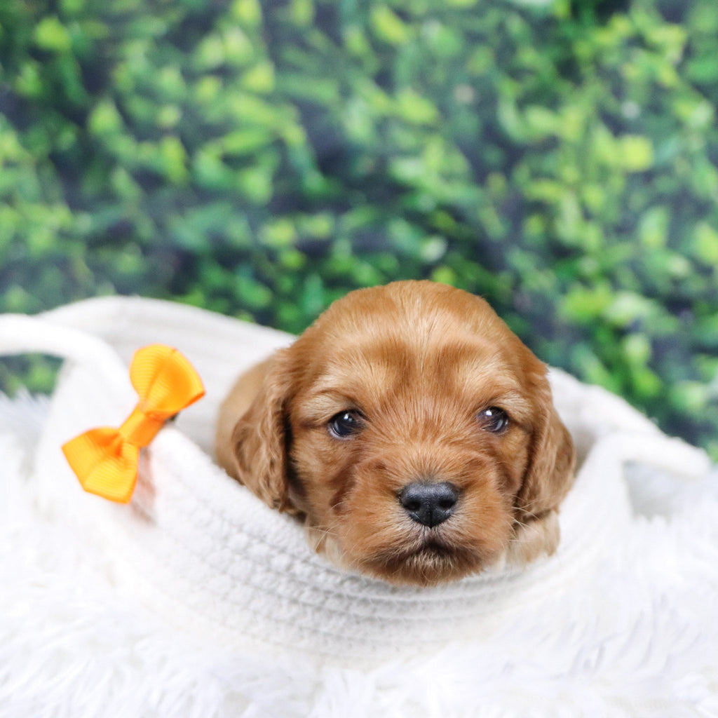 Frank - Available 12/31