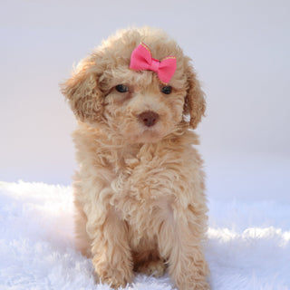 Fren - Available 9/17