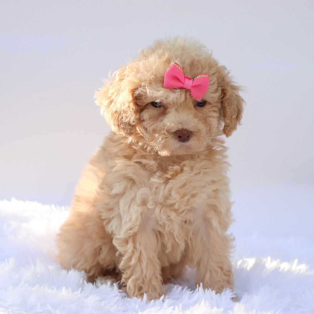 Fren - Available 9/17