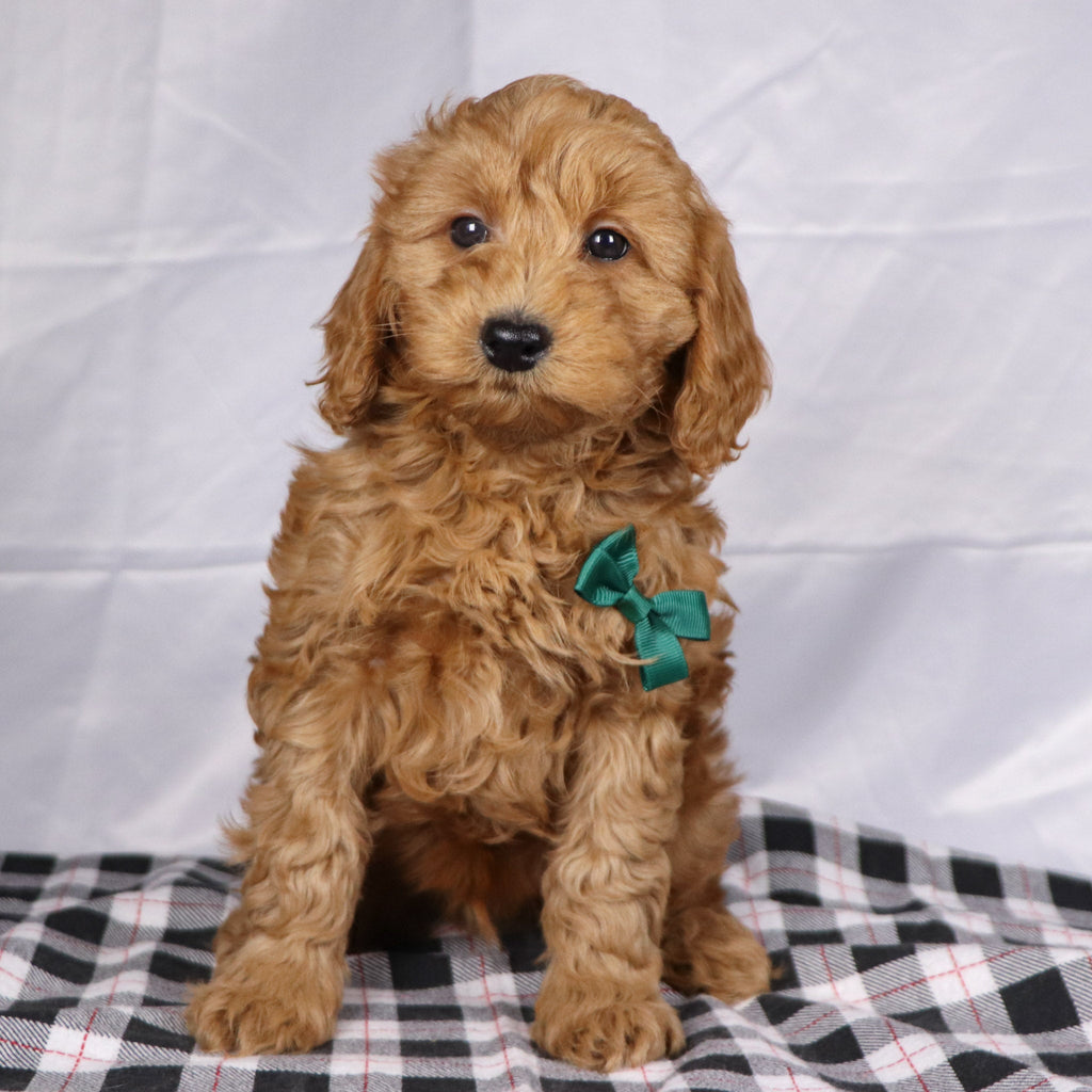 Gareth - Available 12/17