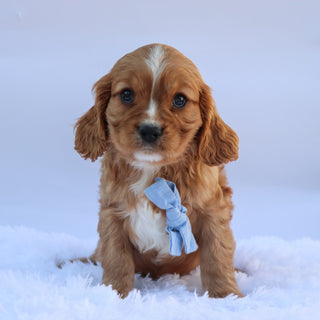George - Available 9/17