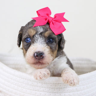 Georgia - Available 11/12