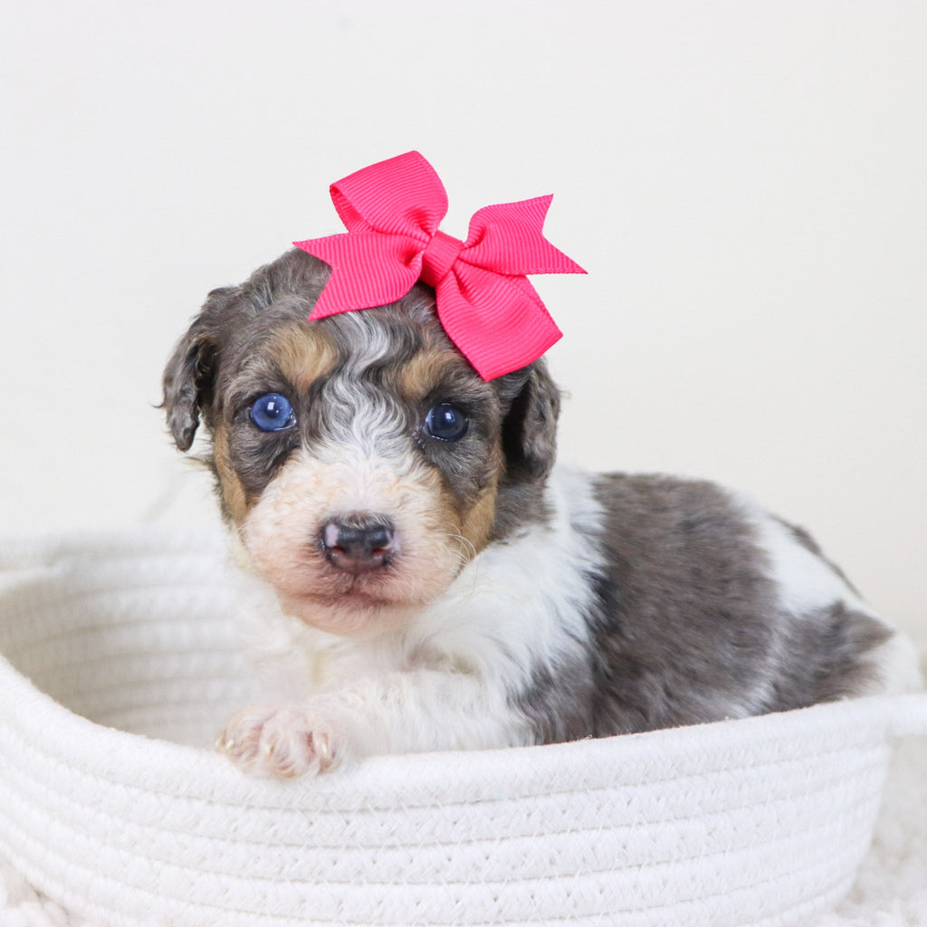 Georgia - Available 11/12