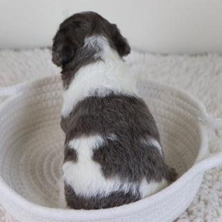 Georgia - Available 11/12