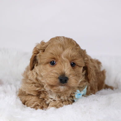 Gerald - Available 11/26