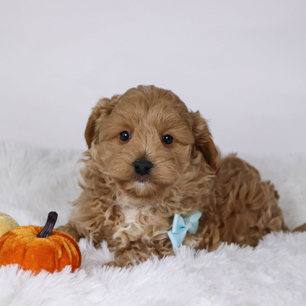 Gerald - Available 11/26