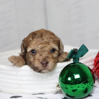 Gid - Available 1/28