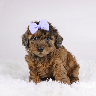 Ginger - Available Now