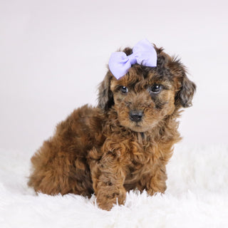 Ginger - Available Now