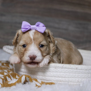 Gloria - Available Now