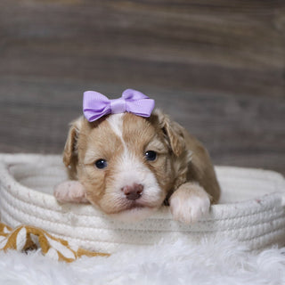 Gloria - Available Now