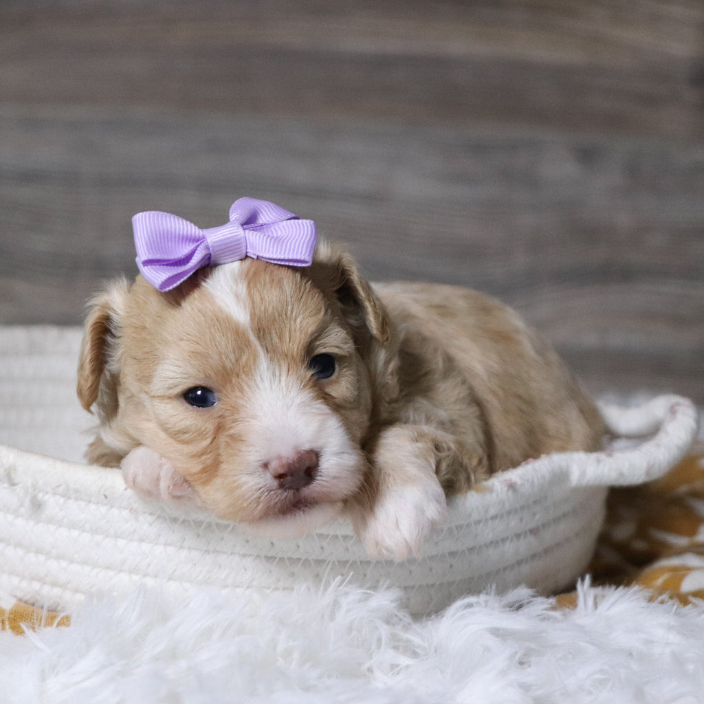 Gloria - Available Now