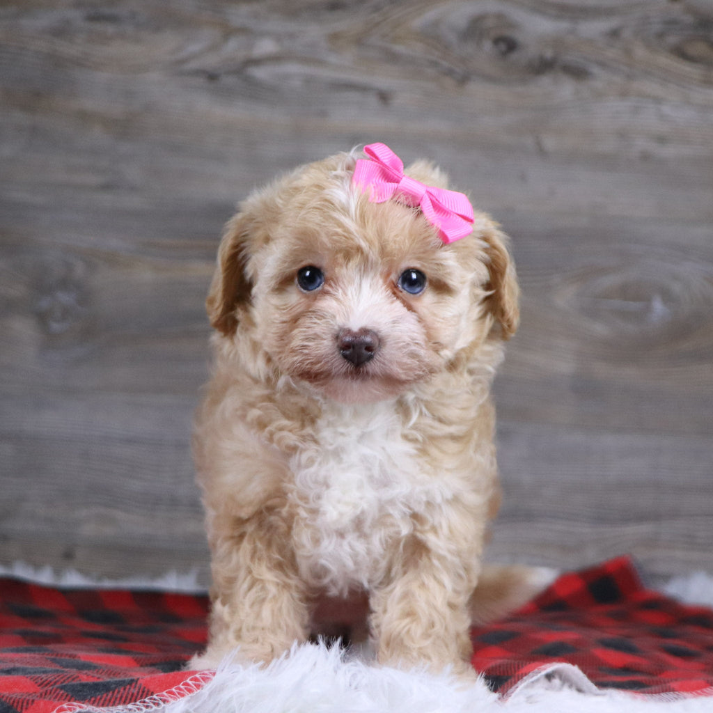 Gloria - Available Now