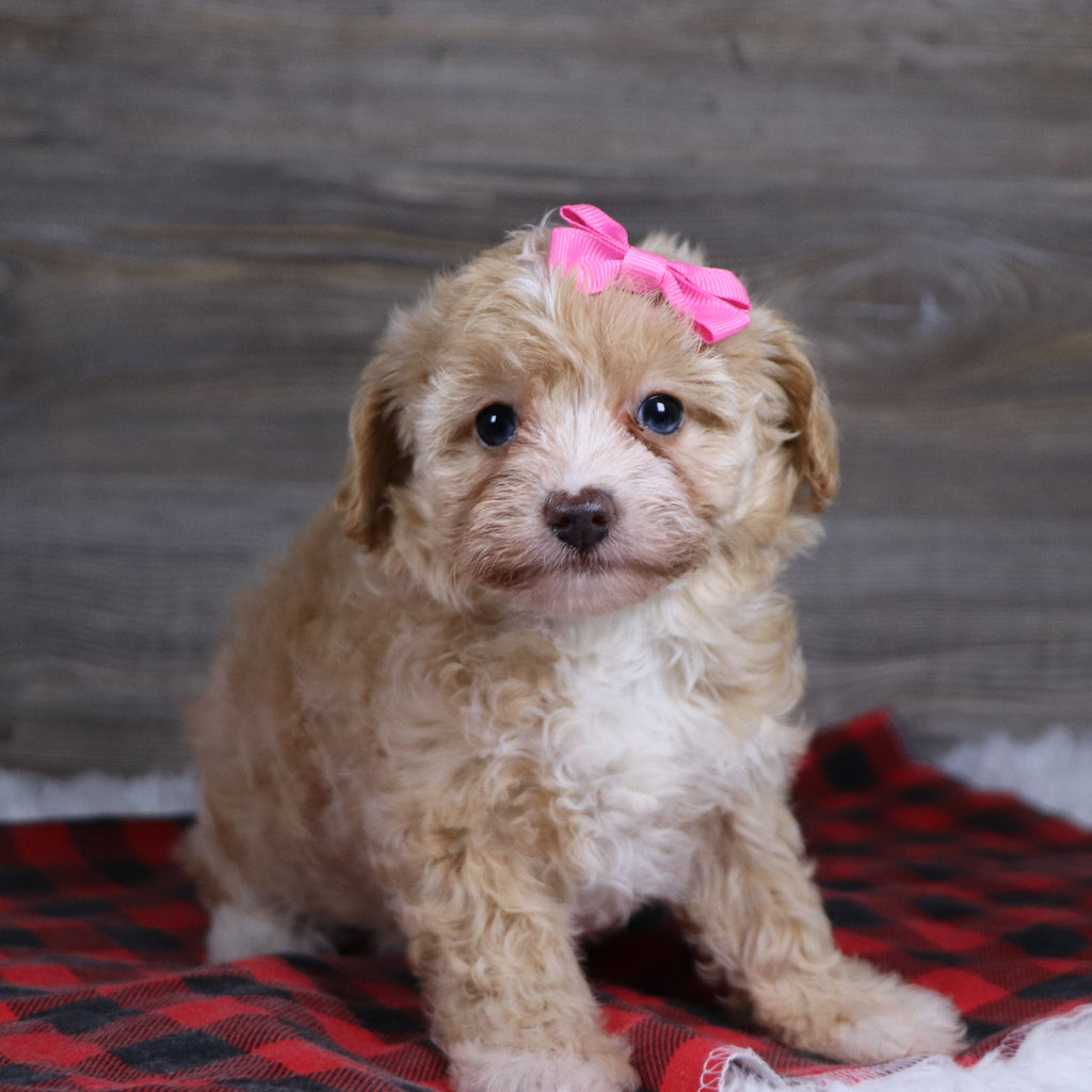 Gloria - Available Now