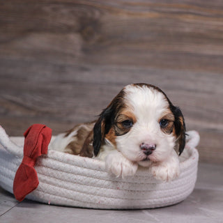 Goldie - Available 5/28