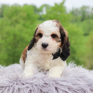 Goldie - Available 5/28