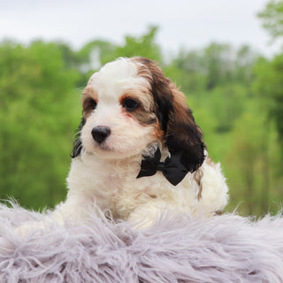 Goldie - Available 5/28