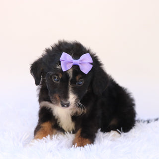 Goldie - Available 9/24