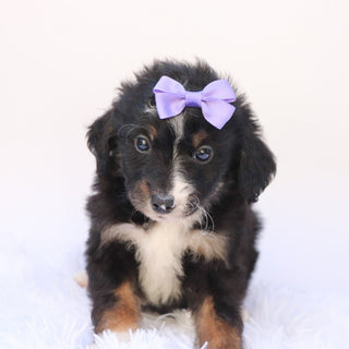 Goldie - Available 9/24