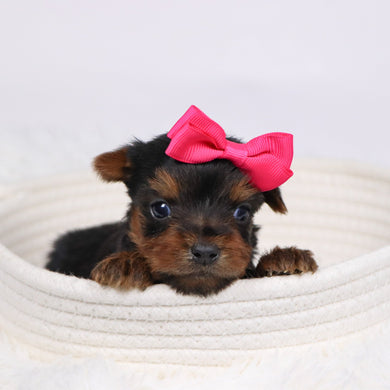 Grace - Available 12/17